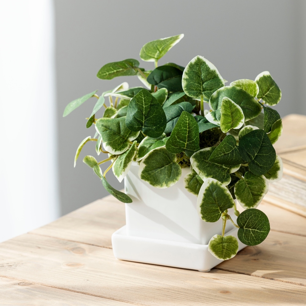 造花 pumila プミラ4