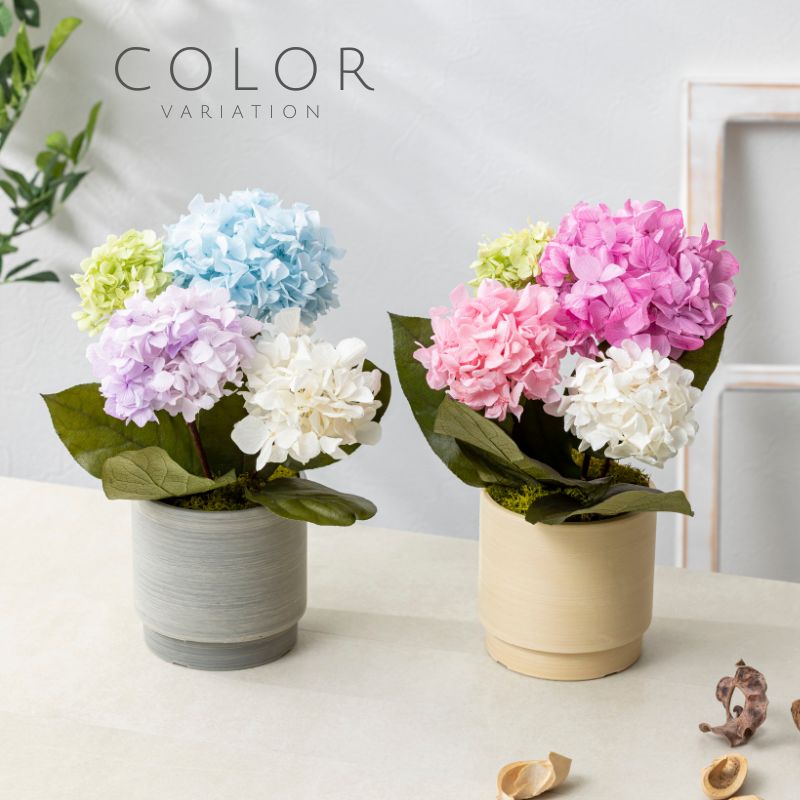 オルタンシア カラー種類