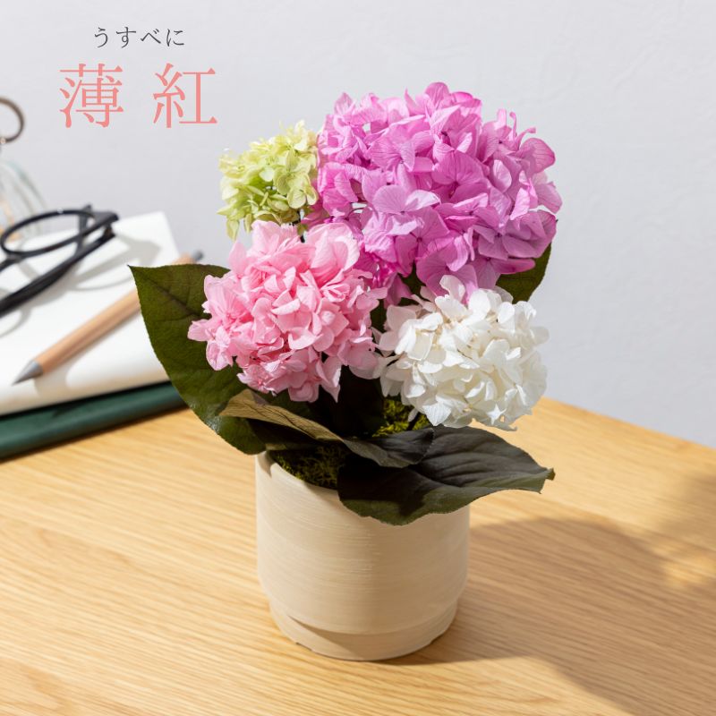 オルタンシア ピンク