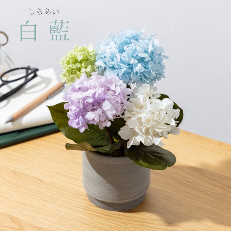 オルタンシア 紫