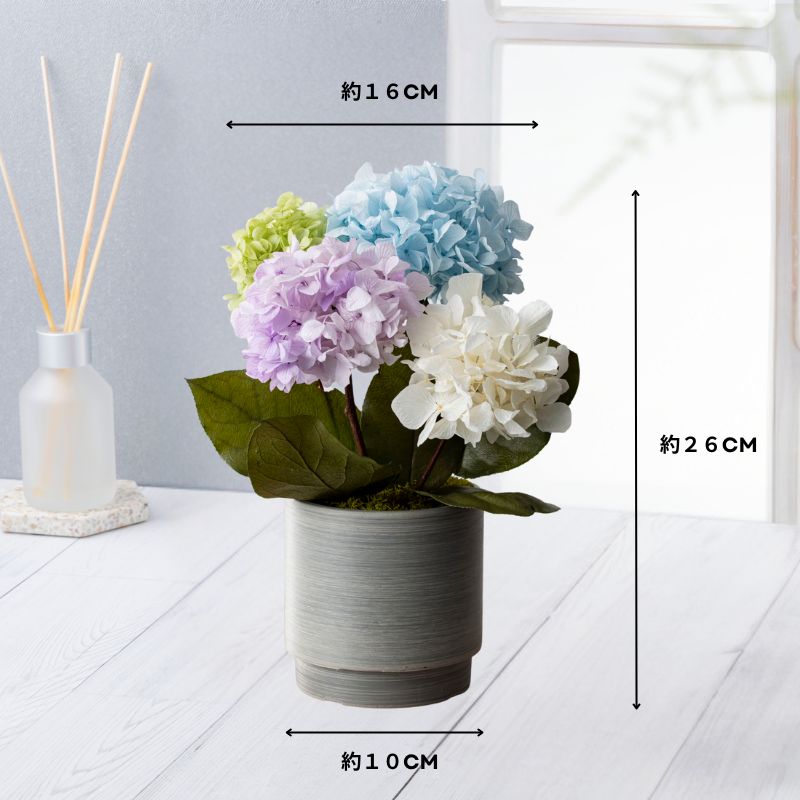 オルタンシア サイズ