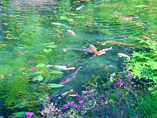 モネの池