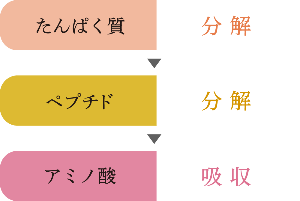 プロテインが体内へ吸収されるまで