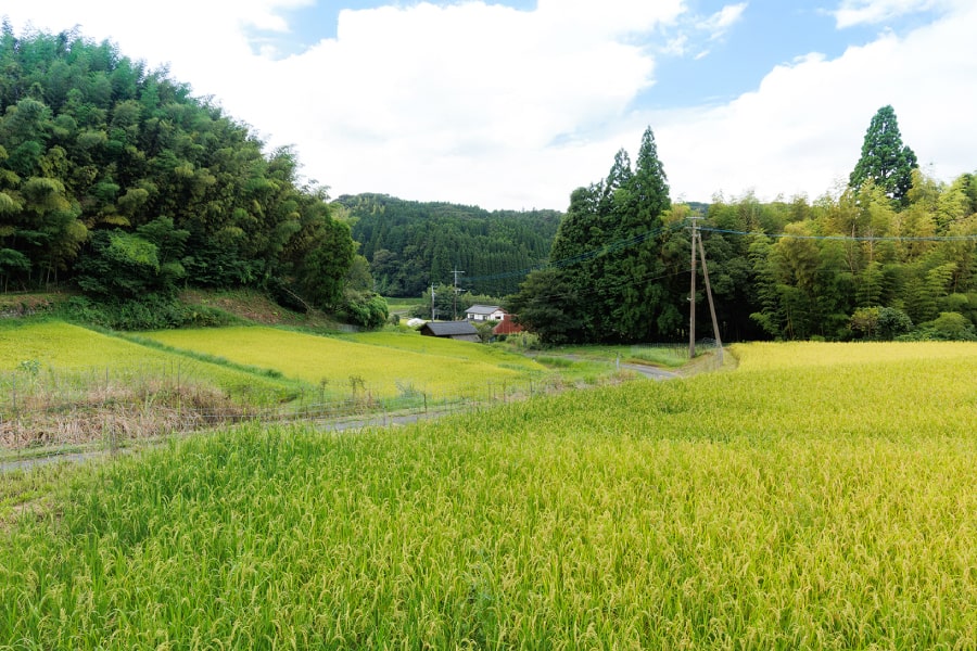 コシヒカリ　棚田の舞　玄米10ｋｇ 棚田の煌（コシヒカリ）玄米10kg | 商品一覧,米,コシヒカリ | さ