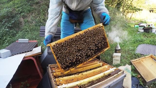 ミツバチの巣箱のチェック作業