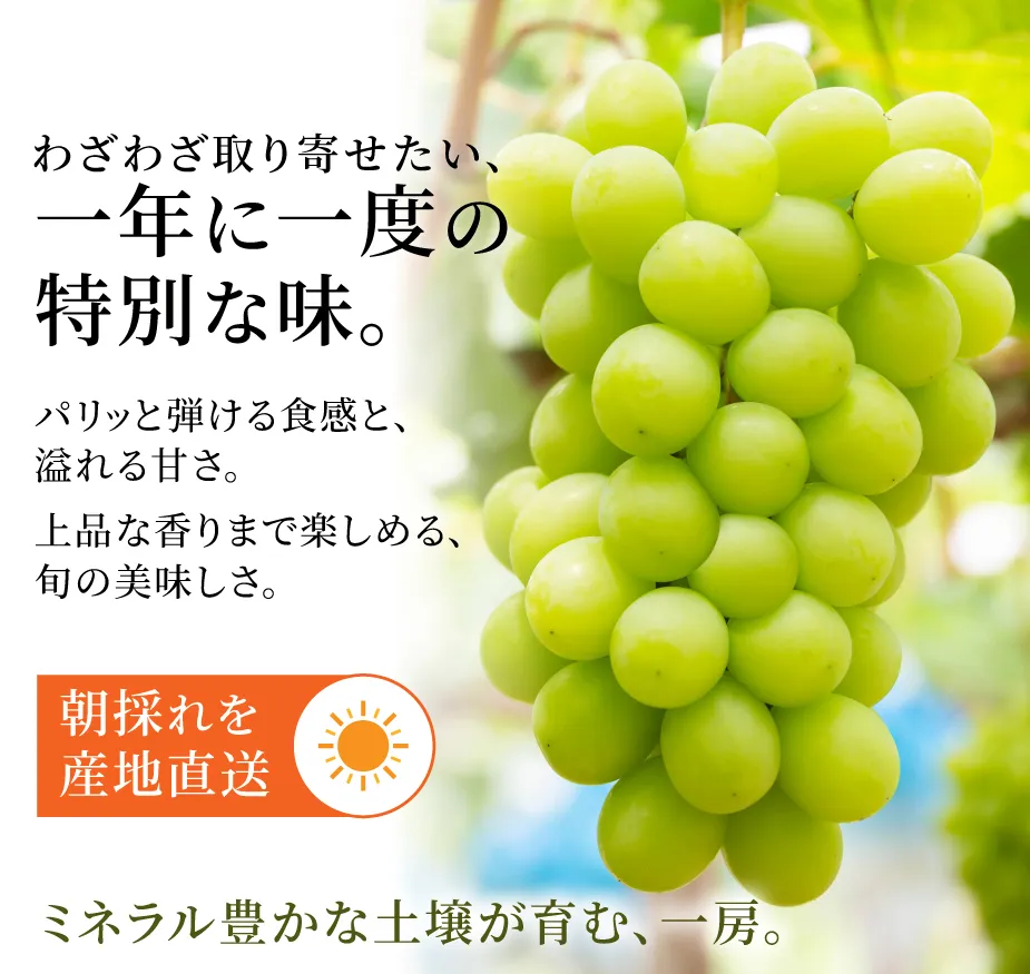 西山農園のシャインマスカット