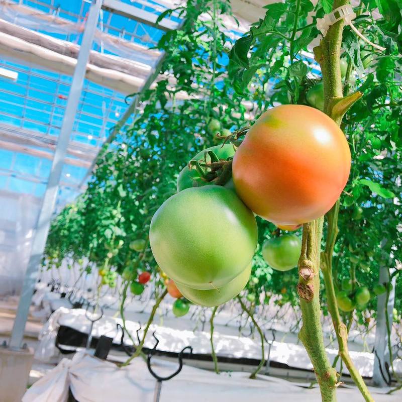 KOEDO TOMATO~美咲~とは?