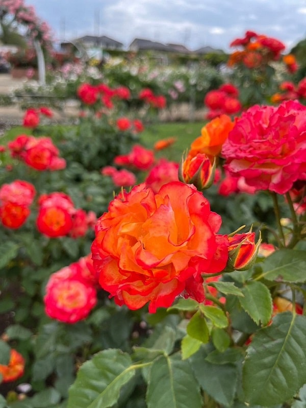 こだわりのトマトを使って、ジュース・トマトソース・ケチャップを作りました！