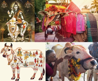 ヒンドゥー教で牛は神聖とされている
