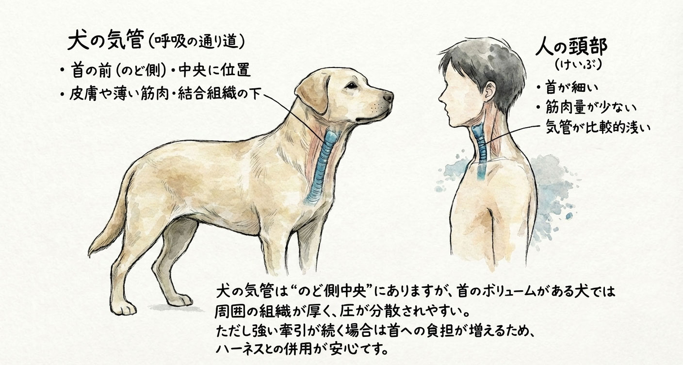 気管の違い