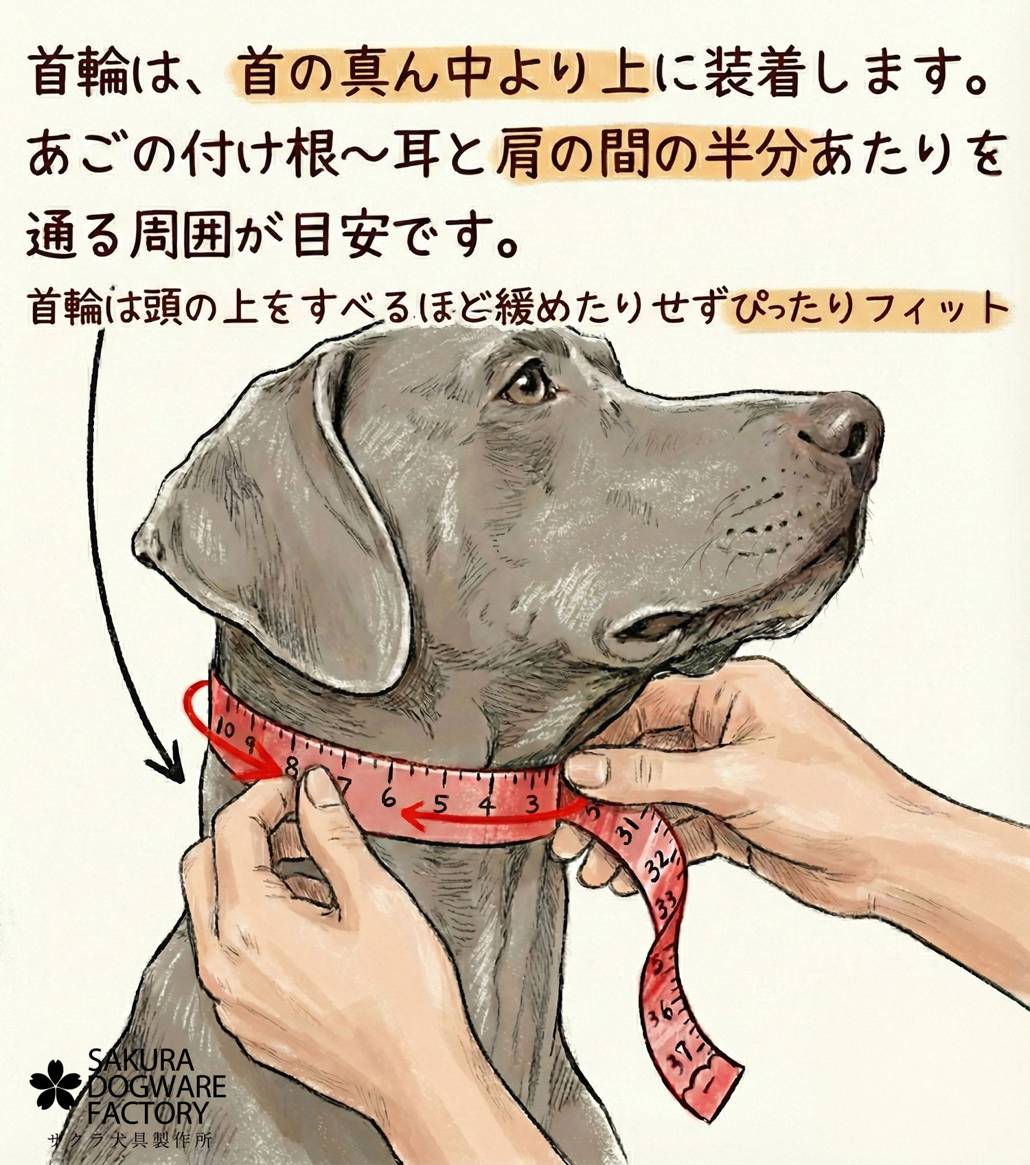 首回りの測り方