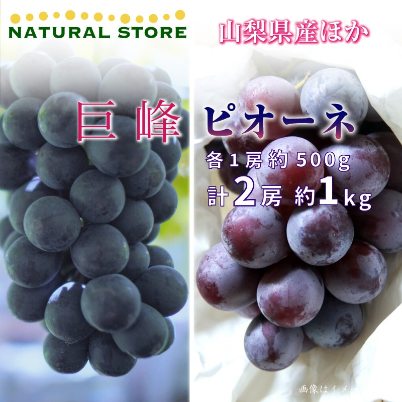 最短順次発送 秋ギフト 巨峰 ピオーネ 各1房 計約 1kg 500g 食べ比べ 山梨県産ほか ぶどう ギフト ブドウ 葡萄 旬の厳選フルーツ ぶどう サロンドフルーツ日本橋