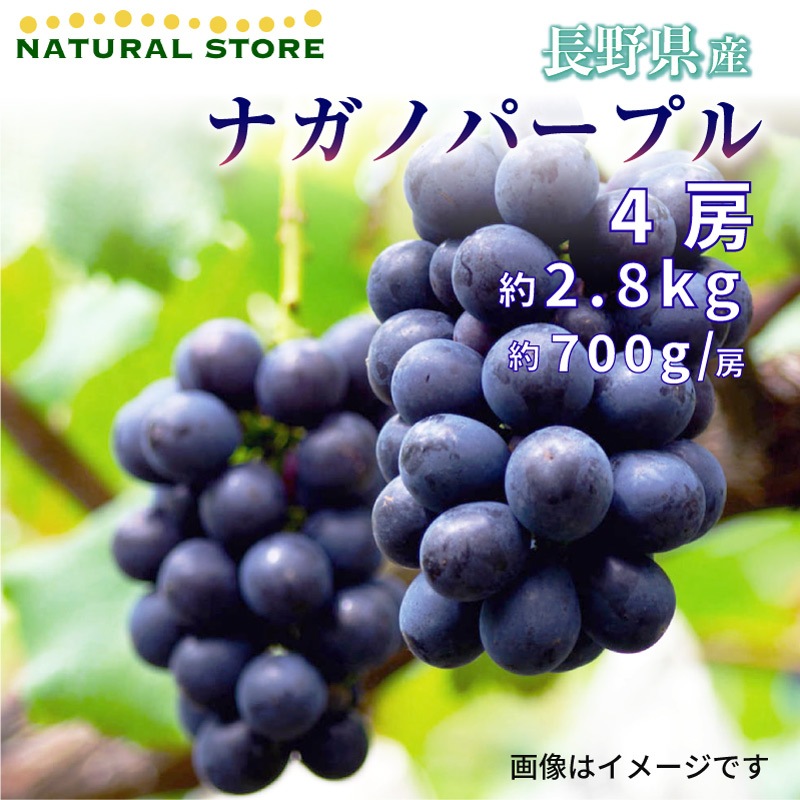 予約 9月18日必着] ナガノパープル 4房 約2.8kg 大房 約700g x4 ぶどう