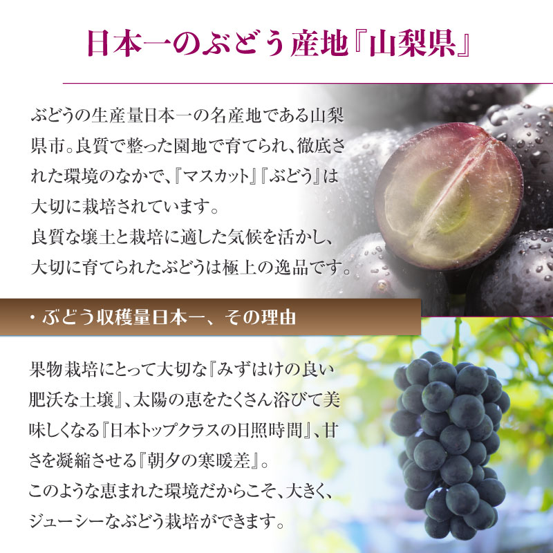 最短順次発送] 巨峰 約500g 1房 山梨県産 暑中見舞 残暑見舞 夏ギフト