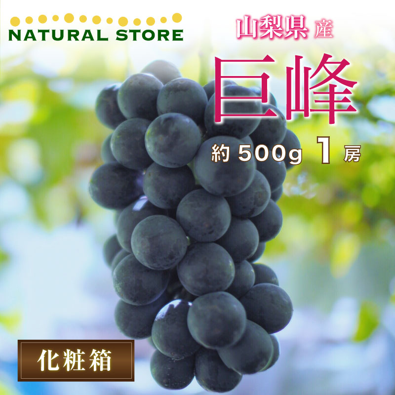 最短順次発送] 巨峰 約500g 1房 山梨県産 暑中見舞 残暑見舞 夏ギフト