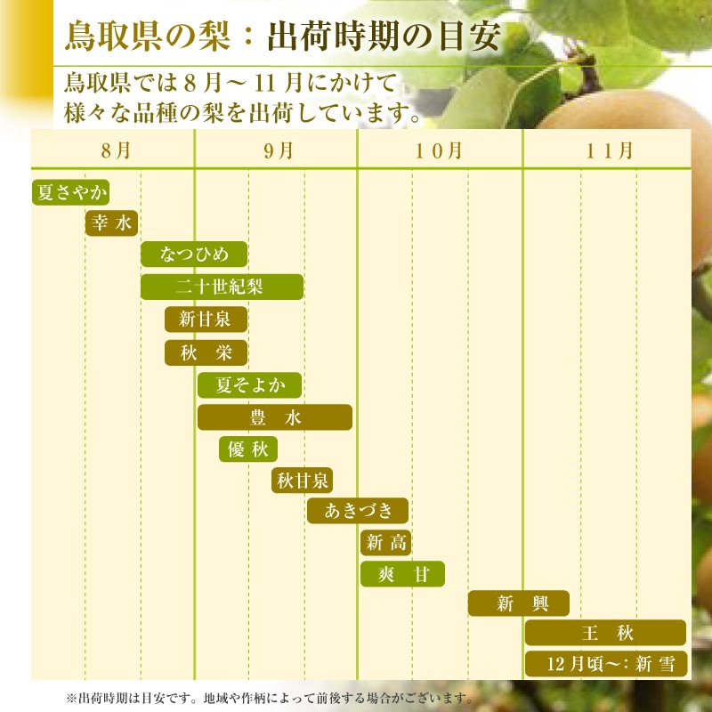 当店一番人気】 9月上旬頃より順次発送 鳥取県産 梨 新甘泉 しんかんせん 赤秀 5〜9玉入り 約2kg なし ナシ フルーツ  avefjunior.fr