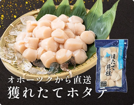 獲れたてホタテ