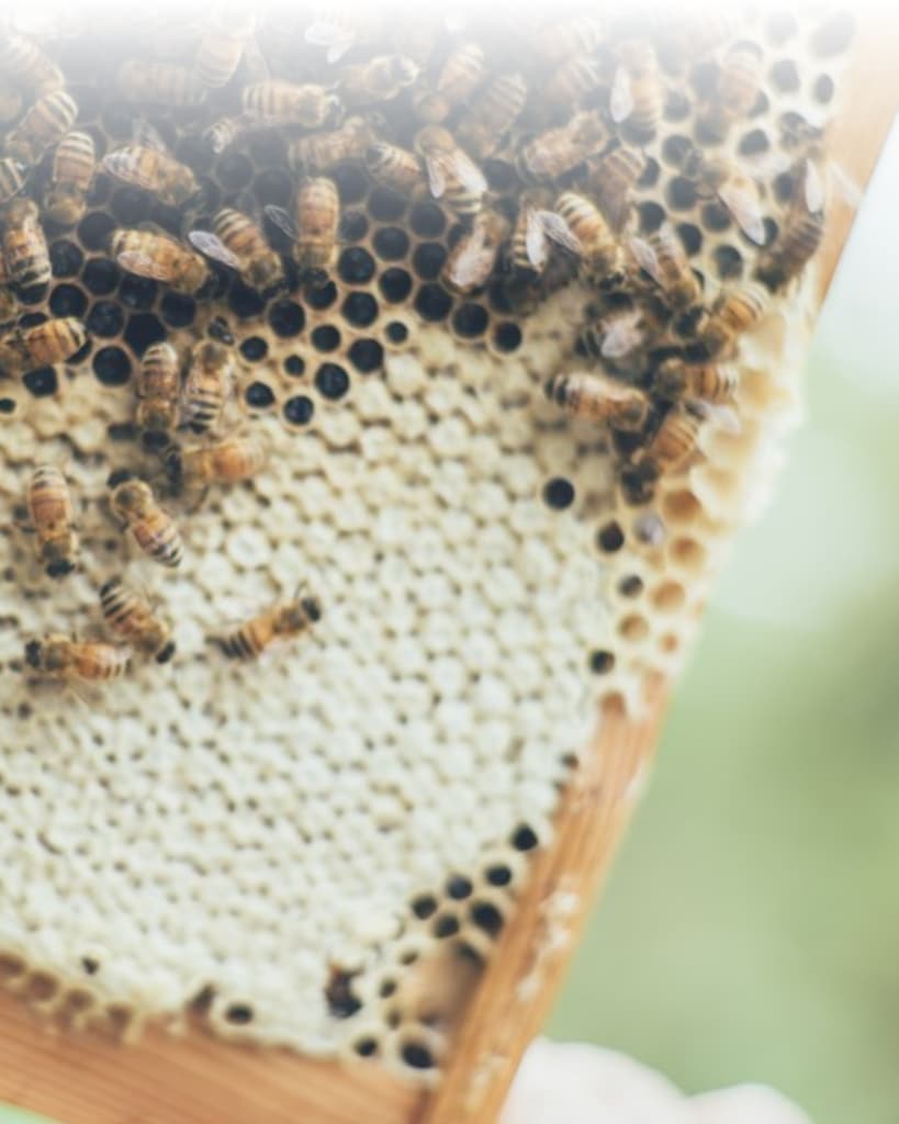 ミツバチとともに