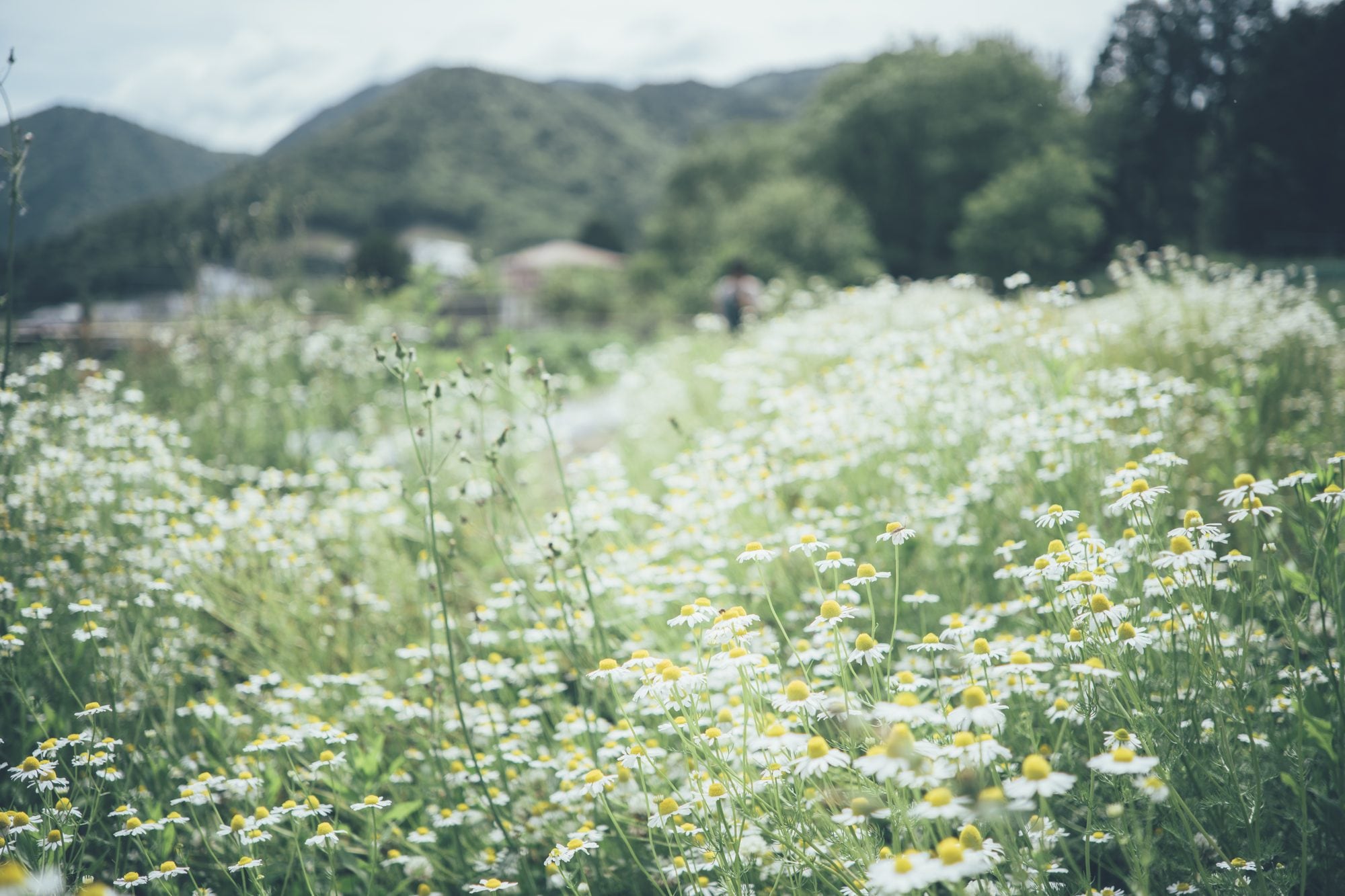 花咲く畑と丹波篠山の山並み