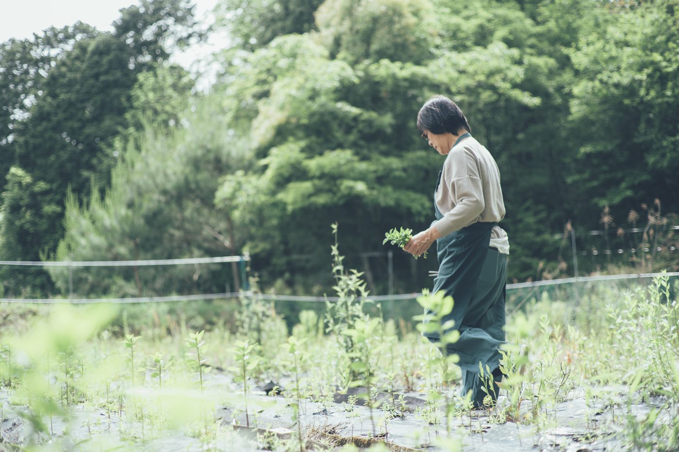 畑で草木を手入れする