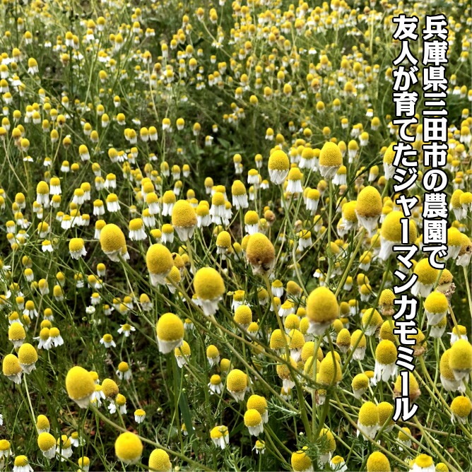 篠山精油 芳香蒸留水 ジャーマンカモミール 100ml １本 芳香蒸留水 ささやまビーファーム