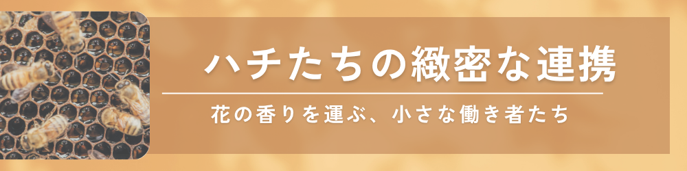 ミツバチたちの８に字ダンス