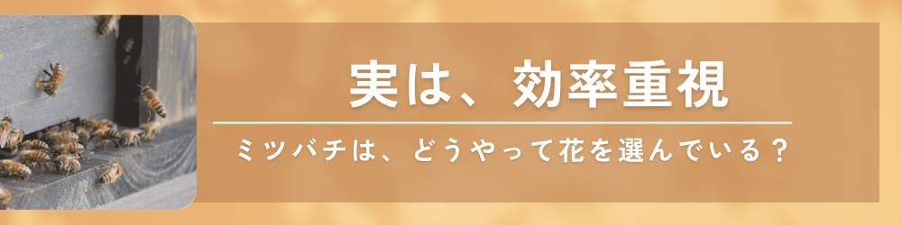 効率重視の習性