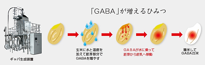 「無洗米GABAライス」のGABAが増えるひみつ