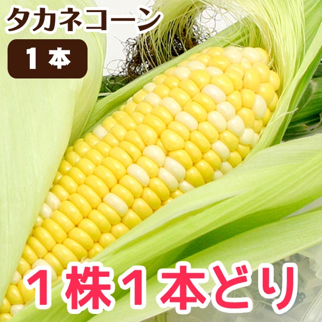 【予約8月下旬～9月上旬】 とうもろこし タカネコーン たかねコーン 高根コーン トウモロコシ 高山 販売 糖度15度以上 【 1本  】-ファミリーストアさとう本店