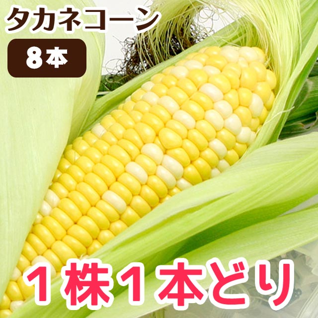 野菜 フルーツ タカネコーン 8月 予約8月中旬 9月上旬 とうもろこし タカネコーン たかねコーン 高根コーン トウモロコシ 高山 販売 糖度15度以上 8本 箱入 送料込 同梱不可 ファミリーストアさとう 公式 飛騨高山のご当地食材