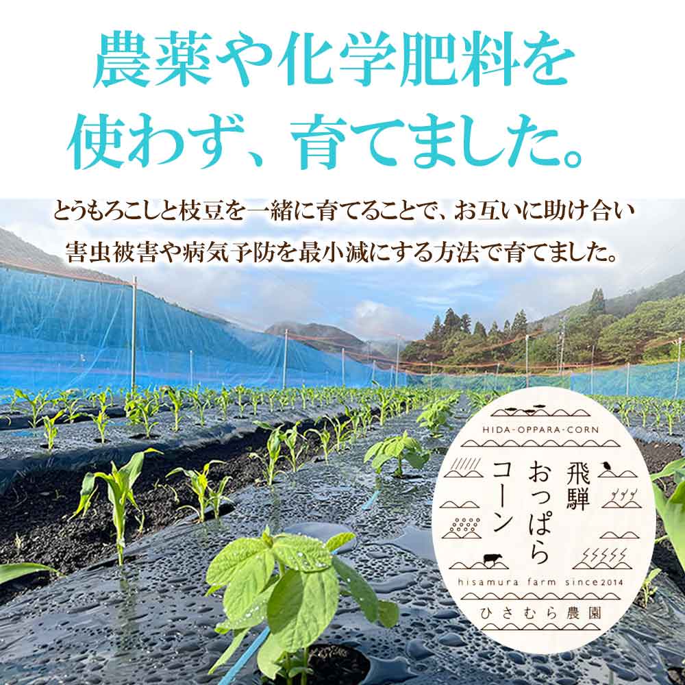 野菜・フルーツ,飛騨おっぱらコーン（8月）>【予約8月上旬～下旬