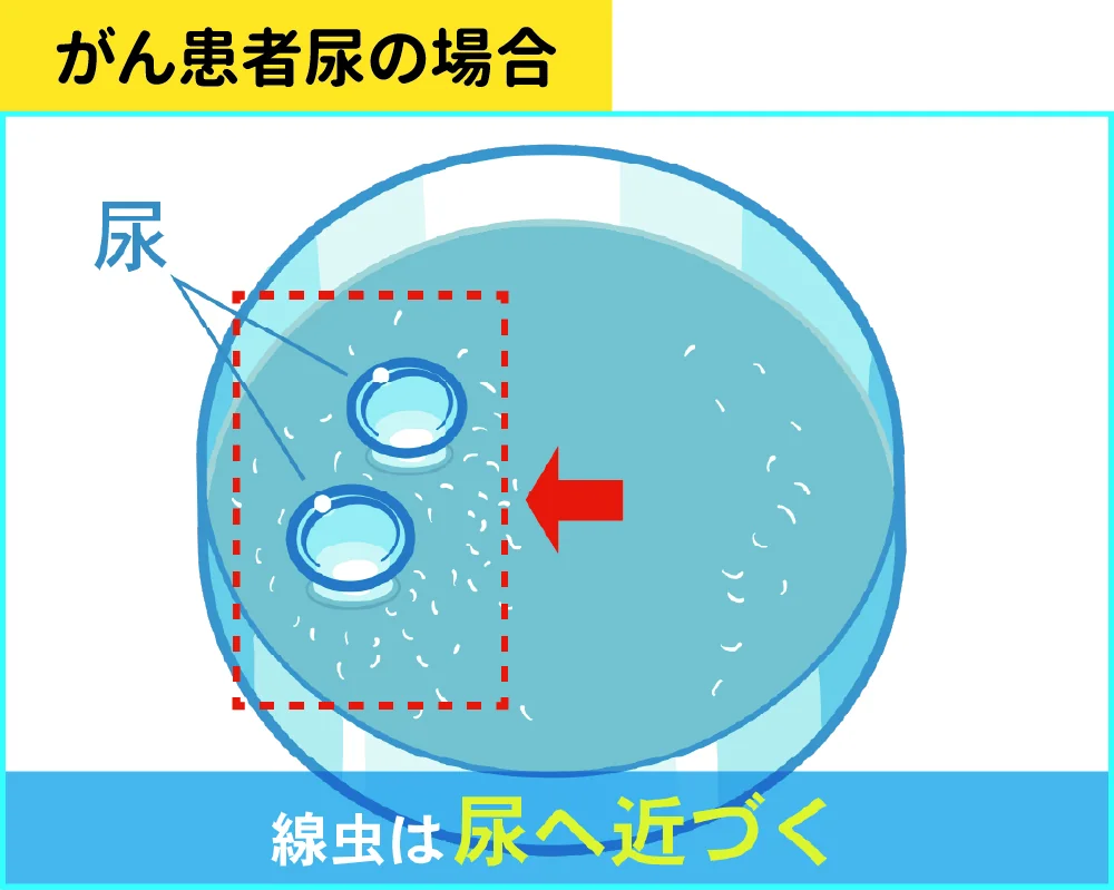 がん患者尿の場合、線虫は尿へ近づく