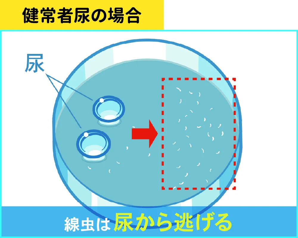健常者尿の場合、線虫は尿から逃げる