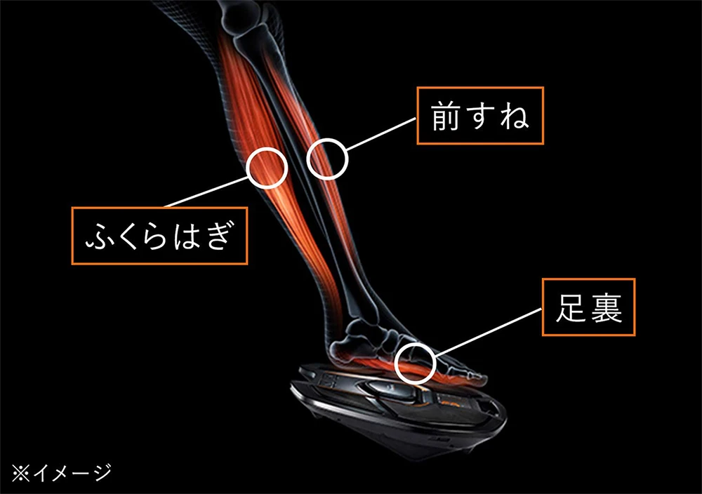 足の筋肉イメージ