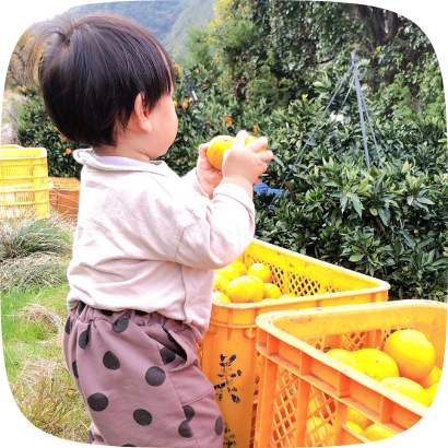 河内みかん堂のみかんと幼児
