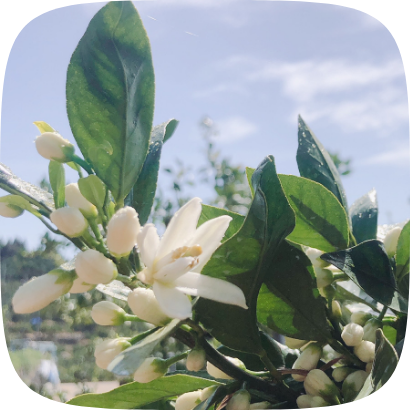みかんの花
