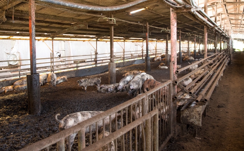 瀬戸牧場の風景3