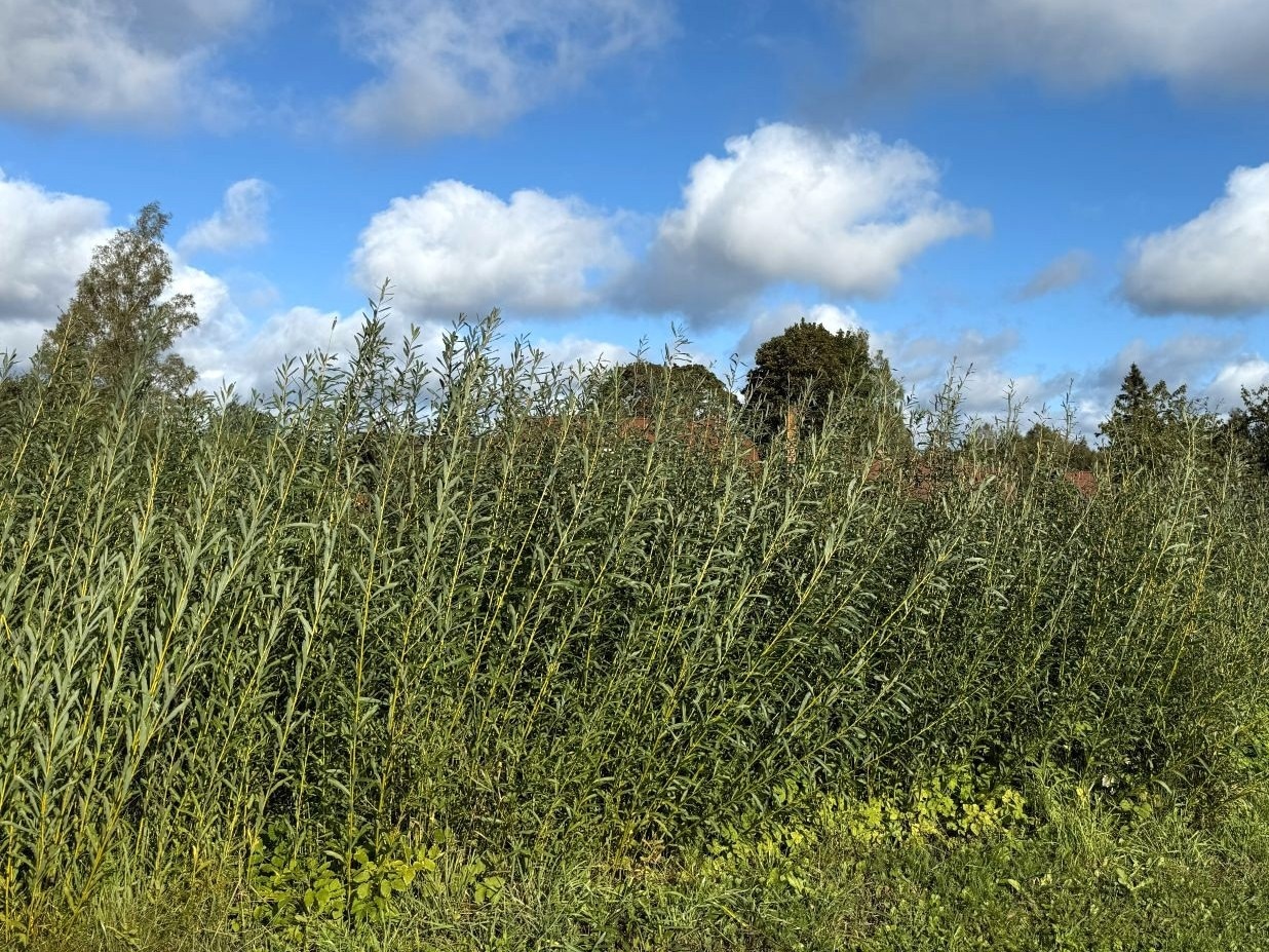 ratvianbasket_willow