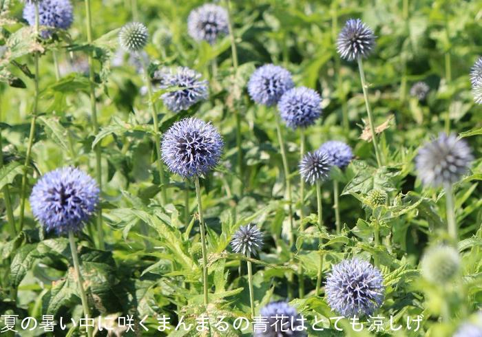 紫桜館山の花屋 | オンライン見積もり - 「エキノプス ベッチーズ