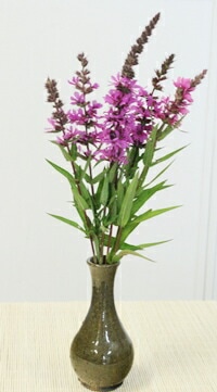 紫桜館山の花屋 | オンライン見積もり - 「ミソハギ 9cmポット苗 山
