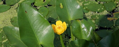 紫桜館山の花屋 | オンライン見積もり - 「コウホネ 10.5～12cmポット苗 水生植物/ビオトープ/耐寒性多年草/河骨/スイレンの仲間」 /  コウホネ,河骨,山野草,宿根草,苗,販売,山草,紫桜館,通販,購入,山菜