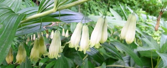 オオナルコユリ　10.5cmポット苗　初夏咲き山野草/耐寒性多年草/※9/22休眠 地上部無し-紫桜館山の花屋