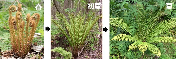 紫桜館山の花屋 | ☆開花時季から探す,春に咲く植物,サンカヨウ