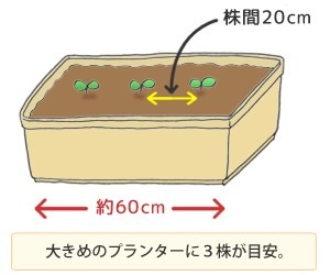 紫桜館 山の花屋 公式サイト 山菜苗を探す 春に食べられる山菜 ゼンマイ ゼンマイ 12 15cmポット大苗 ぜんまい そば こごみ 山野草 宿根草 苗 販売 山草 紫桜館 通販 購入 山菜