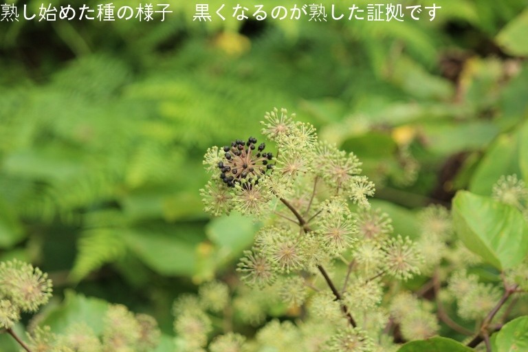 紫桜館 山の花屋 公式サイト 山菜苗を探す 春に食べられる山菜 山ウド ヤマウド 10 5cmポット苗 山ウド ウド 山野草 宿根草 苗 販売 山草 紫桜館 通販 購入 山菜