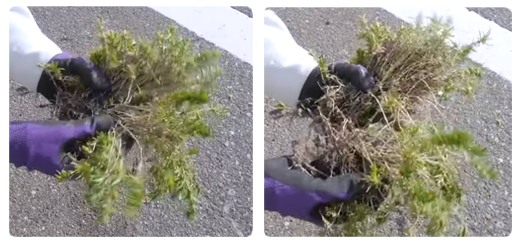 芝桜の増やし方 - 挿し芽 -挿し穂