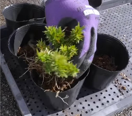 芝桜の増やし方 - 挿し芽 -挿し穂