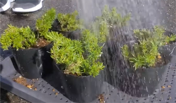 芝桜の増やし方 - 株分けをしよう！-