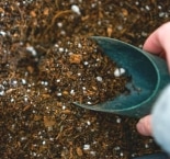 芝桜の増やし方 - 挿し芽 -もみがら・そばがら