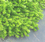 芝桜の増やし方 - 挿し芽 -芝桜の穂